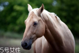 馬油是萬能的嗎？接近人體脂肪也并不萬能