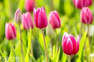 嚴禁入室的花有哪些？這7種花別養(yǎng)