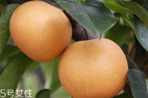 梨子里面發(fā)黑還能吃嗎？影響梨子的保存時(shí)間