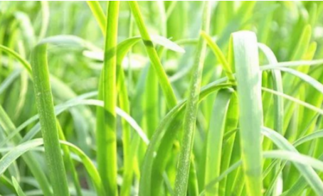 吃韭菜燒心怎么緩解？韭菜吃多了燒心