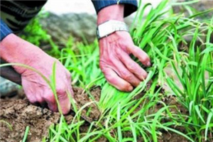 吃韭菜燒心怎么緩解？韭菜吃多了燒心