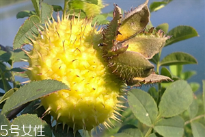 刺梨怎么保存？刺梨泡水喝的功效