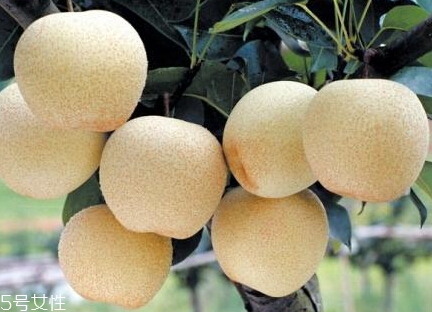 梨子可以加熱吃嗎？梨子對美容有一定功效