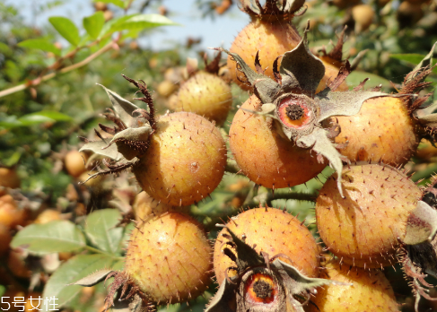 刺梨怎么保存？刺梨泡水喝的功效