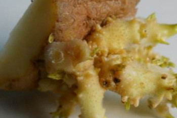 哪些食物發(fā)芽后營養(yǎng)翻倍？這些食物發(fā)芽后千萬別吃