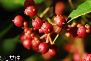 新鮮花椒如何長(zhǎng)期保鮮 教你幾個(gè)小技巧