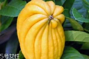 佛手柑是什么味道？佛手柑味道非常好聞