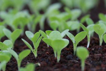 哪些食物發(fā)芽后營(yíng)養(yǎng)翻倍？這些食物發(fā)芽后千萬(wàn)別吃