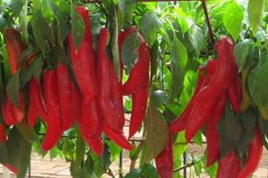 吃辣椒有哪些壞處？吃辣的人注意了