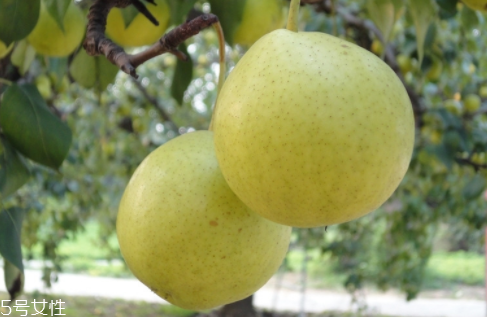 梨子榨汁需要去皮加水嗎？梨汁最好是現(xiàn)榨現(xiàn)喝