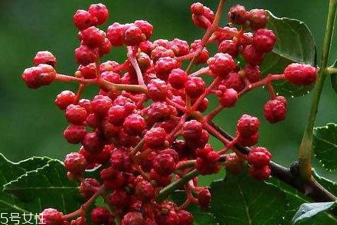 新鮮花椒如何長(zhǎng)期保鮮 教你幾個(gè)小技巧