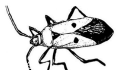 蟑螂究竟有多臟？傳播蛔蟲卵等多種病菌