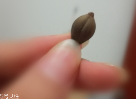 連翹可以直接泡水喝嗎 治療咽炎有奇效 連翹可以直接泡水喝嗎 治療咽炎有奇效