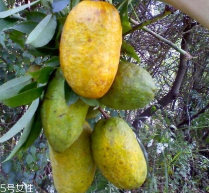 牛卵坨孕婦可以吃嗎？看屬于什么懷孕階段