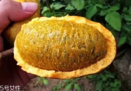 牛卵坨籽可以吃嗎？看看它的神奇功效