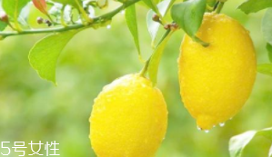 檸檬精油能加在哪些護膚品中？少量添加都可以