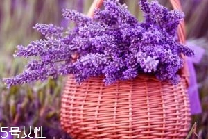 薰衣草精油能防曬嗎？能隔離紫外線