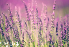 薰衣草精油能防曬嗎？能隔離紫外線