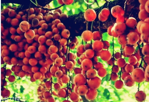 木奶果多少錢一斤？居然高達幾十元一斤