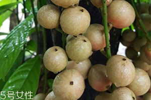 木奶果好吃嗎？木奶果密密麻麻好吃到爆