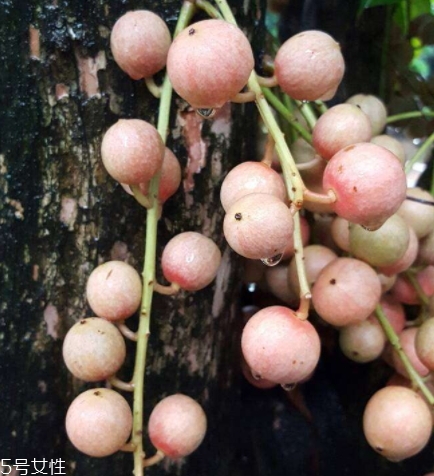木奶果好吃嗎？木奶果密密麻麻好吃到爆