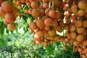 木奶果怎么吃？皮可以吃嗎