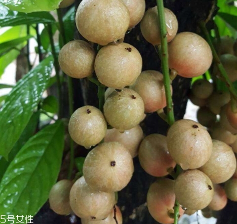 木奶果怎么吃？皮可以吃嗎