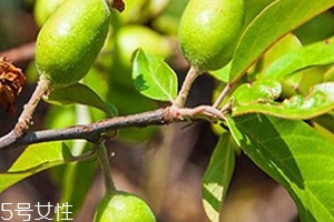 多依果多少錢一斤？