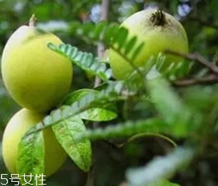 多依果多少錢一斤？