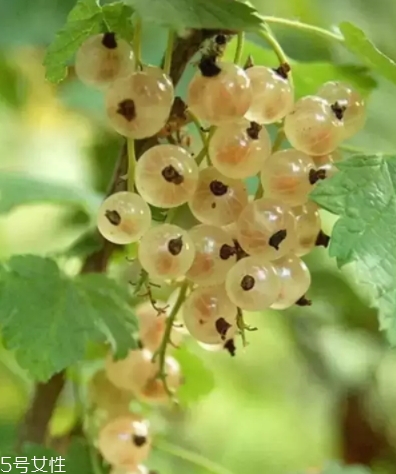 醋栗什么味道好吃嗎？酸甜可口惹人愛