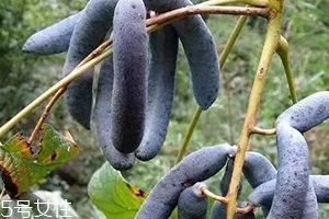 貓屎瓜能吃嗎？其貌不揚的水果