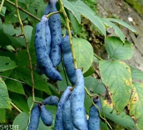 貓屎瓜能吃嗎？其貌不揚(yáng)的水果