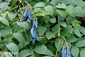 貓屎瓜的籽能吃嗎？