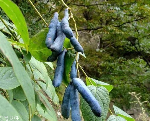 貓屎瓜的籽能吃嗎？