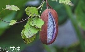 八月炸和貓屎瓜是一種水果嗎？了解它們的區(qū)別