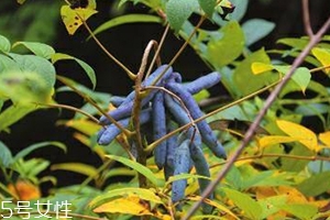 八月炸和貓屎瓜是一種水果嗎？了解它們的區(qū)別