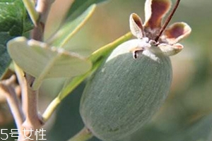 費(fèi)約果的營(yíng)養(yǎng)價(jià)值與功效作用 費(fèi)約果的營(yíng)養(yǎng)價(jià)值與功效作用