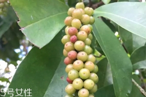 五月茶和五味子的區(qū)別 五月茶果實(shí)可以吃嗎