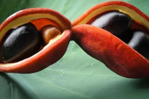 鳳眼果是什么樣子？鳳眼果的功效與作用