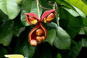 鳳眼果怎么吃？這些鳳眼果的做法一定要收藏