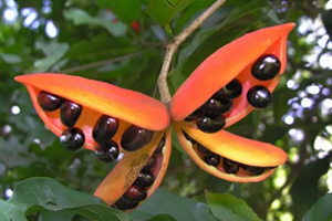 鳳眼果多少錢一斤？觀賞和口感兼具的鳳眼果