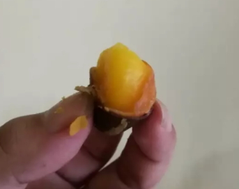 鳳眼果多少錢一斤？觀賞和口感兼具的鳳眼果