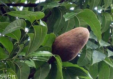 向天果的用量 根據(jù)自身情況選擇服用量。