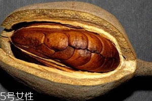 向天果的用量 根據(jù)自身情況選擇服用量。