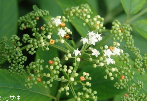 接骨草使用方法 妙用小技巧 接骨草使用方法 妙用小技巧