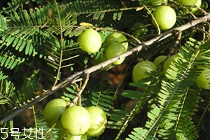 余甘子是橄欖嗎？余甘果又叫滇橄欖