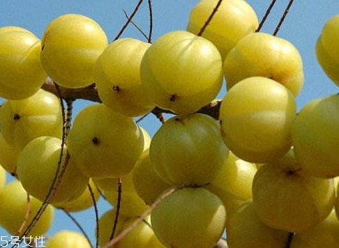 余甘子是橄欖嗎？余甘果又叫滇橄欖