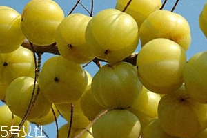 余甘子怎么吃？腌制風(fēng)味最佳