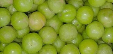 余甘子多少錢一斤？余甘果報價