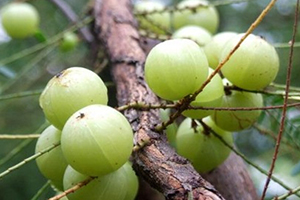 余甘子多少錢(qián)一斤？余甘果報(bào)價(jià)